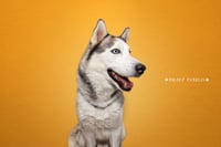 Skylar *foster needed* - Photo 8