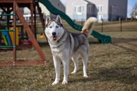 Skylar *foster needed* - Photo 12