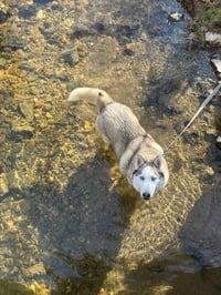 Skylar *foster needed* - Photo 2