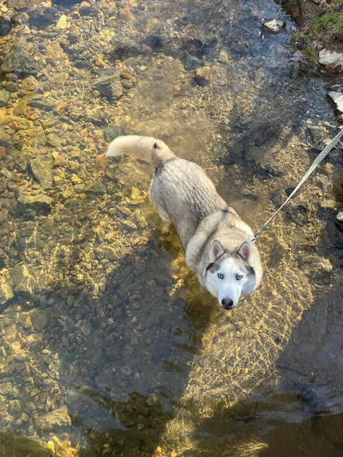 SKYLAR *FOSTER NEEDED* - Husky available for adoption