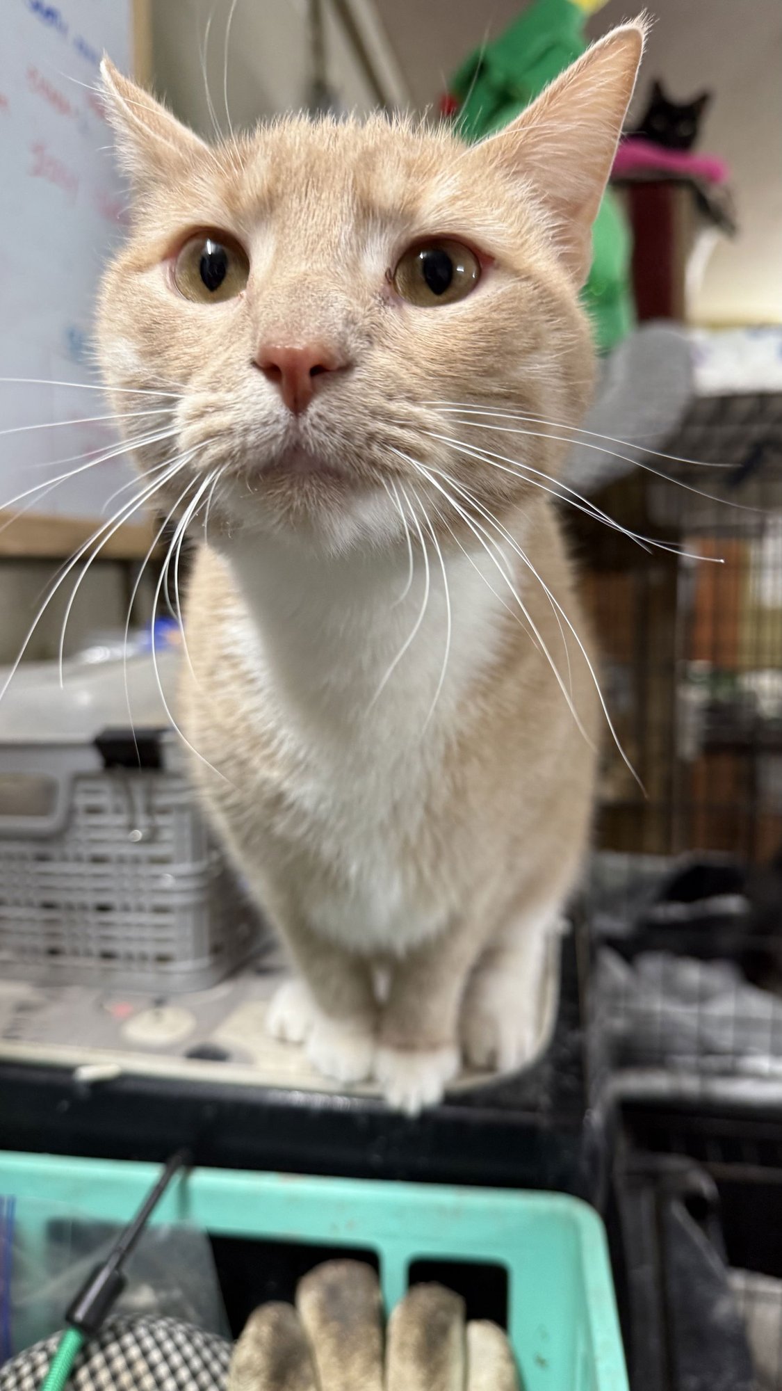 RITA - Domestic Short Hair available for adoption