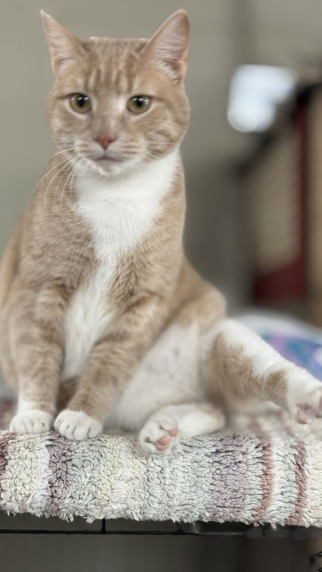 RITA - Domestic Short Hair available for adoption