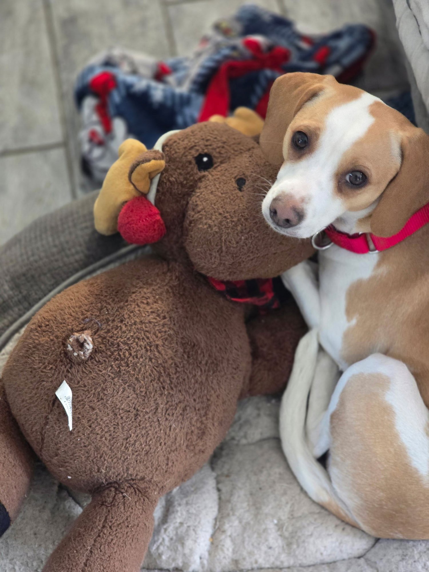 MILLI VANILLI - Beagle / Chihuahua available for adoption