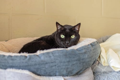 PAKA - Domestic Short Hair for adoption in Newark