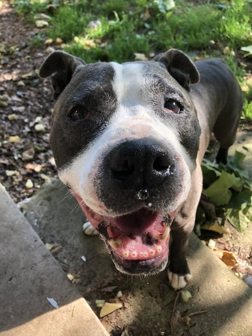 ROCKY *FOSTER NEEDED* - American Staffordshire Terrier / Pit Bull Terrier available for adoption