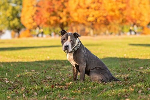 ROCKY *FOSTER NEEDED* - American Staffordshire Terrier / Pit Bull Terrier available for adoption