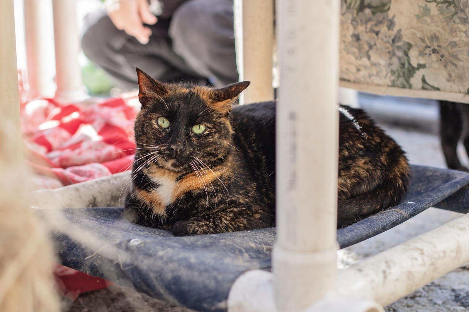 SONIA & COOKIE - Tortoiseshell / Domestic Short Hair for adoption in Newark