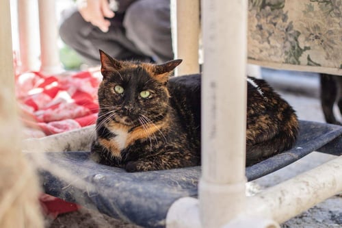 SONIA & COOKIE - Tortoiseshell / Domestic Short Hair available for adoption