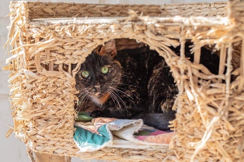 SONIA & COOKIE - Tortoiseshell / Domestic Short Hair available for adoption