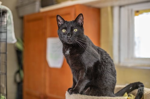 HONEY & SWEETIE - Domestic Short Hair available for adoption