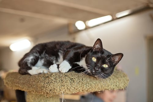 HONEY & SWEETIE - Domestic Short Hair available for adoption