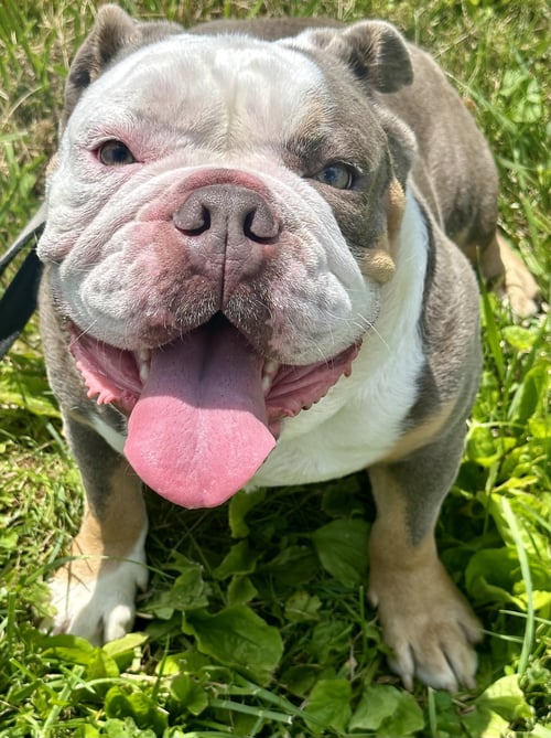 CODY - English Bulldog available for adoption
