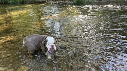 CODY - English Bulldog available for adoption