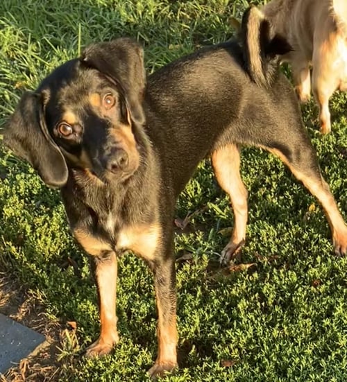 OCEAN BREEZE - Pug / Miniature Pinscher available for adoption