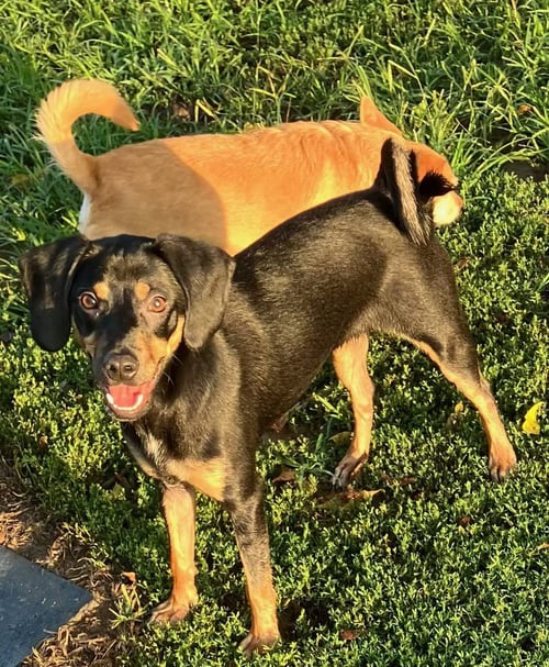 OCEAN BREEZE - Pug / Miniature Pinscher available for adoption