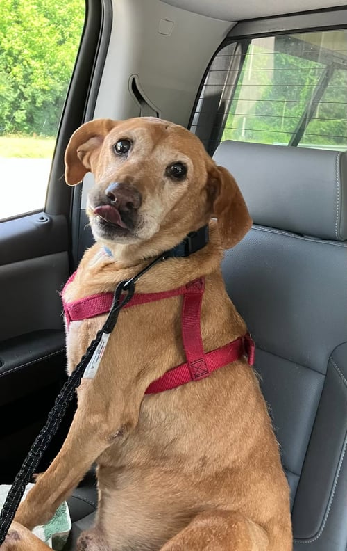 SIMBA - Labrador Retriever available for adoption