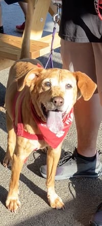 Simba - Photo 1