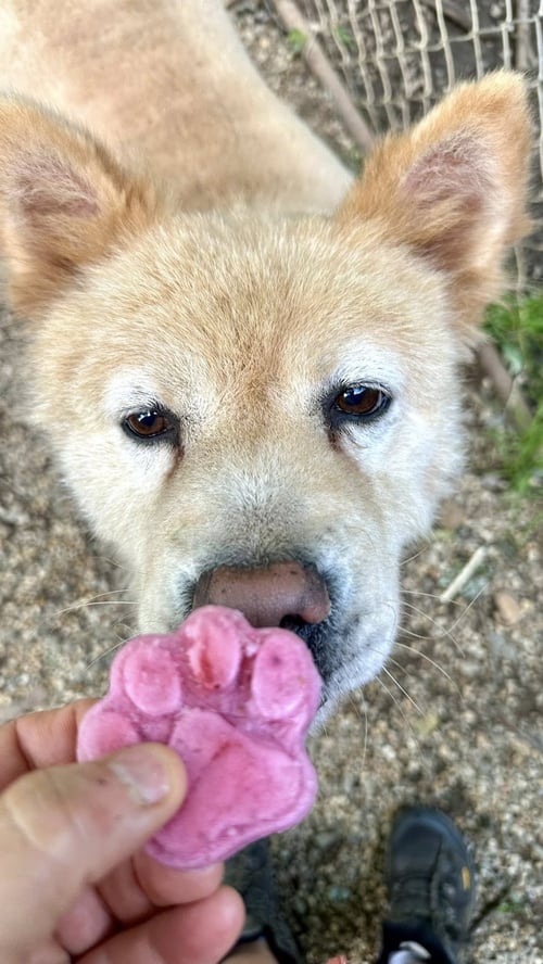 TYRON - Chow Chow / White German Shepherd available for adoption