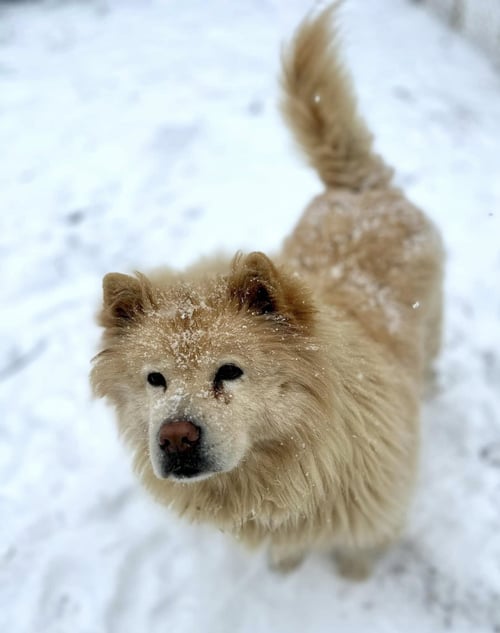 TYRON - Chow Chow / White German Shepherd available for adoption