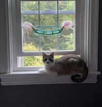 Haku - Photo 2