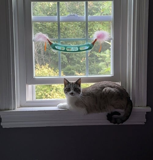 HAKU - Siamese available for adoption