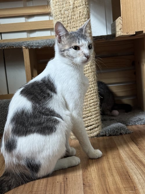 SCRABBLE - Domestic Short Hair for adoption in Newark