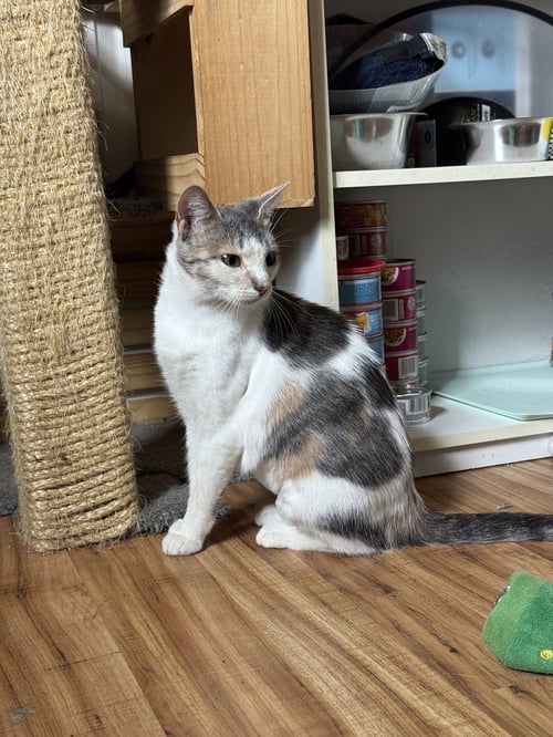 SCRABBLE - Domestic Short Hair available for adoption