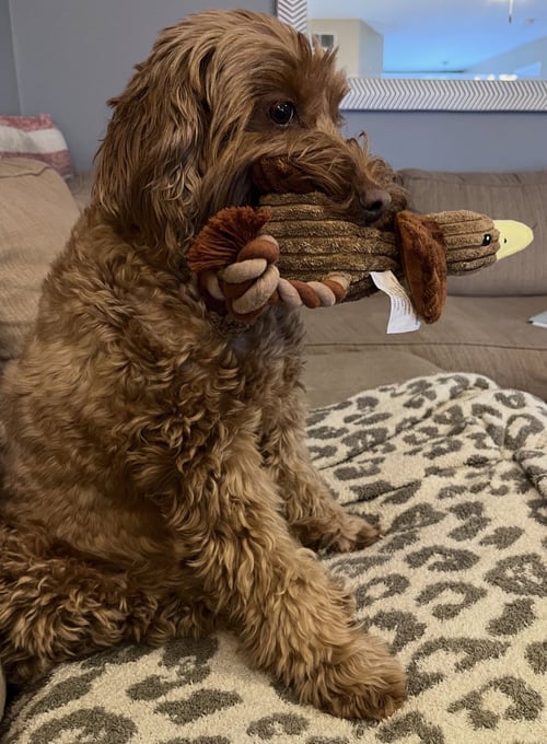 BETTY BOOP - Golden Retriever / Poodle (Miniature) for adoption in Newark
