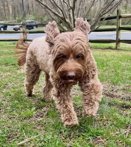 BETTY BOOP - Golden Retriever / Poodle (Miniature) available for adoption