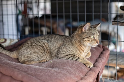 OSCAR - Domestic Short Hair available for adoption