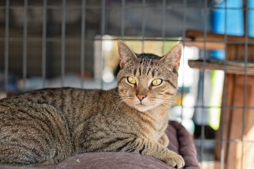 OSCAR - Domestic Short Hair available for adoption