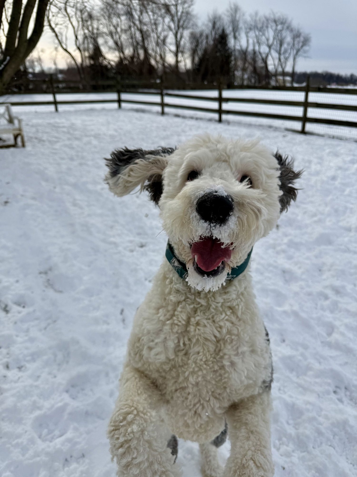 ZIGGY - Old English Sheepdog / Poodle (Standard) available for adoption