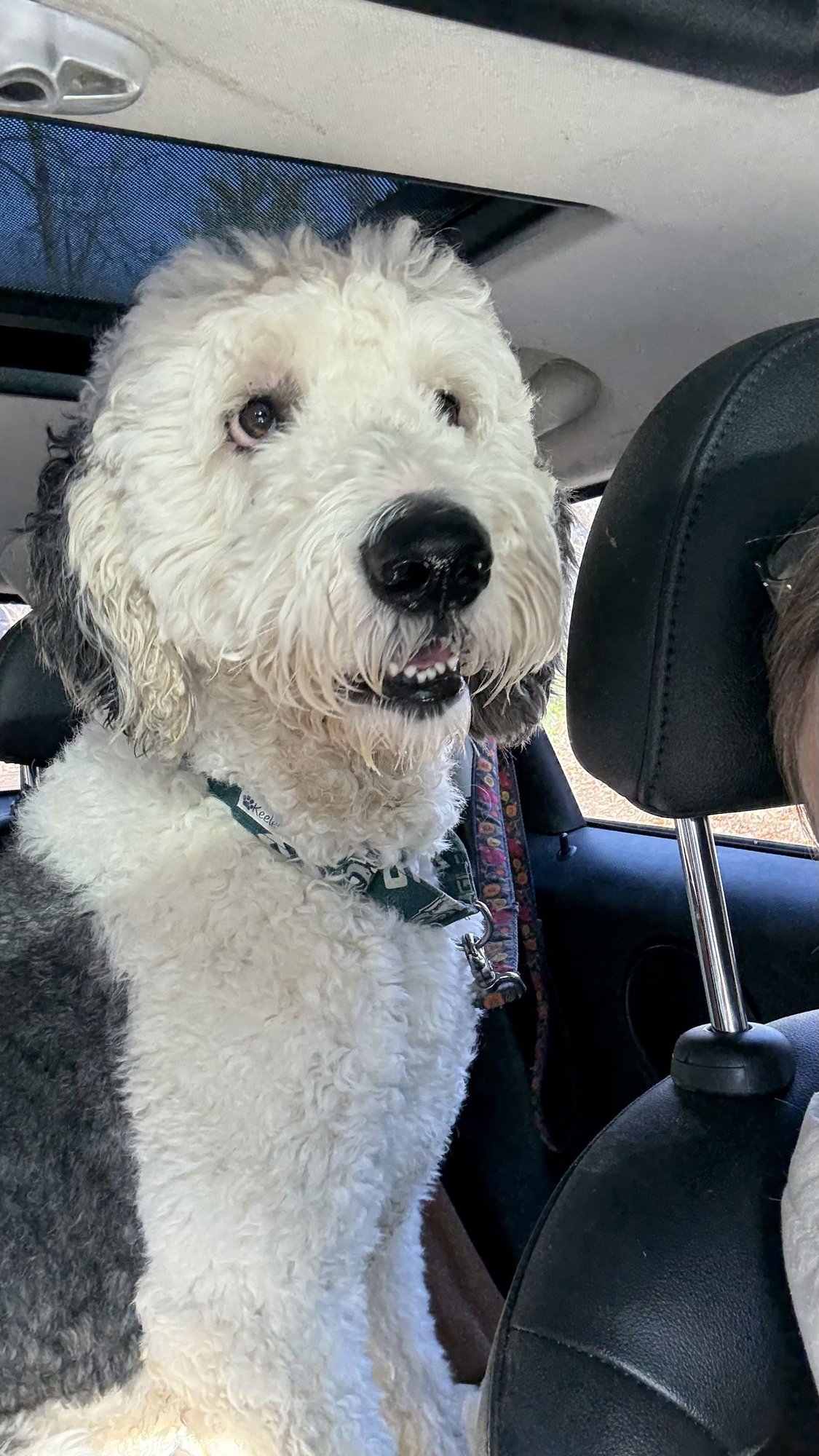 ZIGGY - Old English Sheepdog / Poodle (Standard) available for adoption