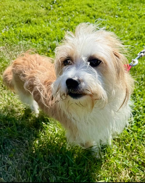 SOFIE - Terrier available for adoption