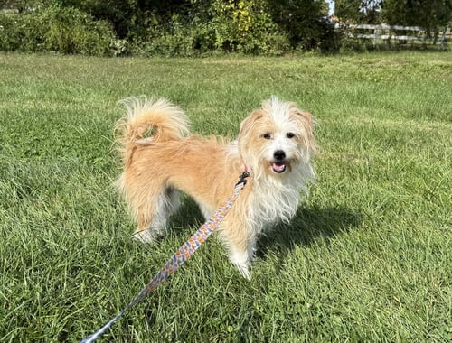 SOFIE - Terrier available for adoption