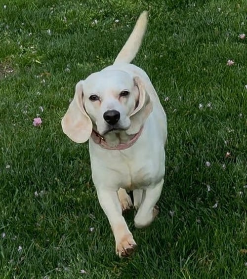 DAISY - Beagle for adoption in Newark