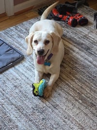 Daisy - Photo 3