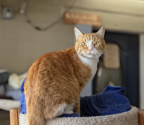 JULIA - Domestic Short Hair for adoption in Newark