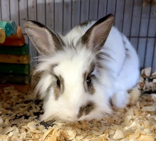 DINAH - Lionhead available for adoption