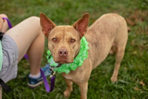 COCO - Husky / Pit Bull Terrier available for adoption