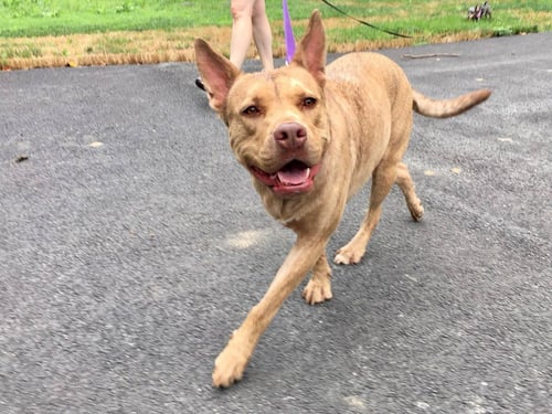 COCO - Husky / Pit Bull Terrier available for adoption