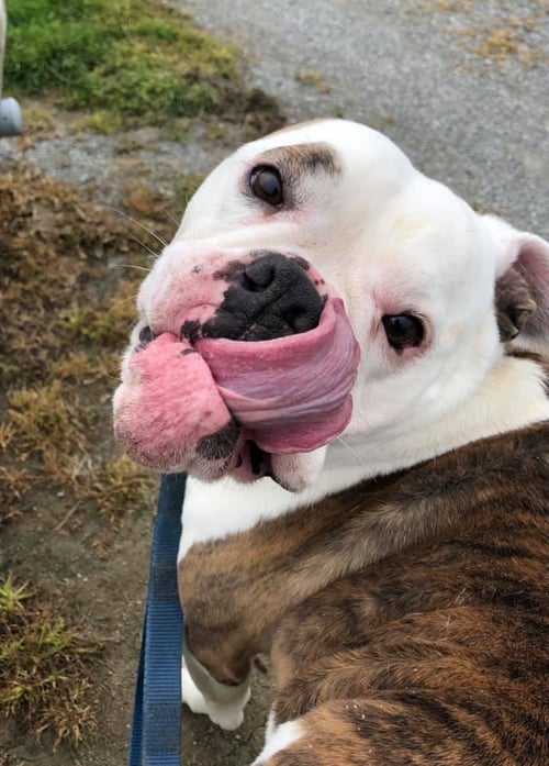 DAISY MAE - Bulldog available for adoption