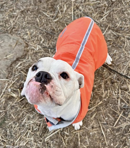 DAISY MAE - Bulldog available for adoption
