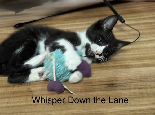 TROUBLE & FRIENDS - Domestic Short Hair available for adoption