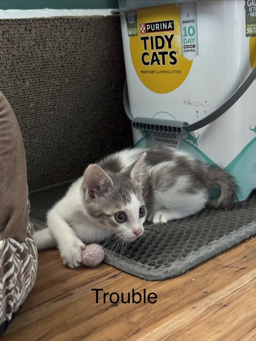 TROUBLE & FRIENDS - Domestic Short Hair available for adoption