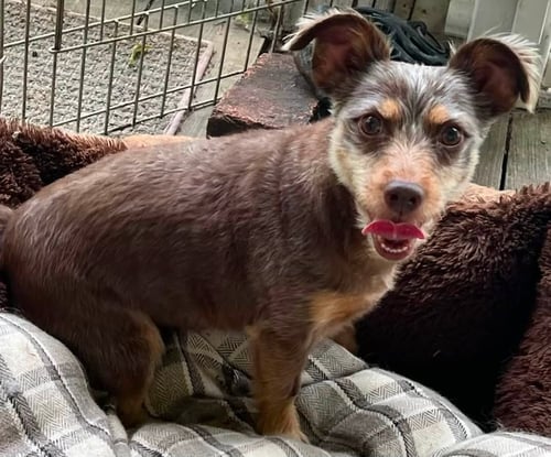 MIKE & MOLLY - Miniature Schnauzer / Miniature Pinscher available for adoption