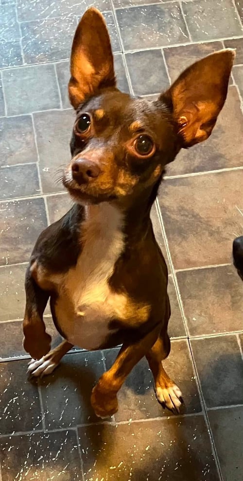 MIKE & MOLLY - Miniature Schnauzer / Miniature Pinscher available for adoption