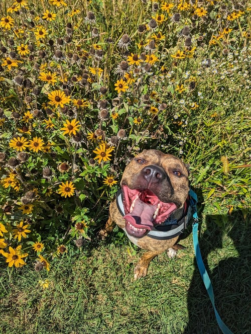 BRUNO *FOSTER NEEDED* - Pit Bull Terrier available for adoption