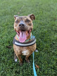 Bruno *foster needed* - Photo 3