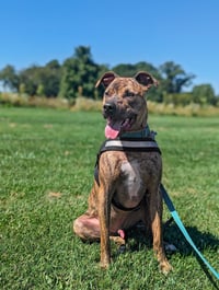 Bruno *foster needed* - Photo 1